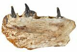 Cretaceous Crocodile Jaw Section With Composite Teeth #133346-1